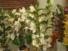 La magia delle orchidee - La mostra mercato da Pugliesi a Vignanello