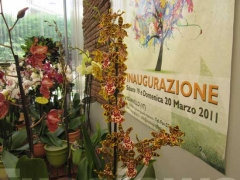 La magia delle orchidee - La mostra mercato da Pugliesi a Vignanello