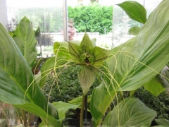 La magia delle orchidee - La mostra mercato da Pugliesi a Vignanello