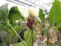 La magia delle orchidee - La mostra mercato da Pugliesi a Vignanello