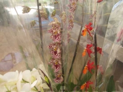 La magia delle orchidee - La mostra mercato da Pugliesi a Vignanello