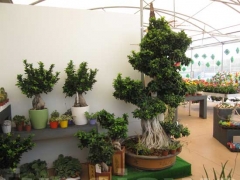 Non solo orchidee - Pugliesi a Vignanello