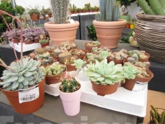 Non solo orchidee - Pugliesi a Vignanello