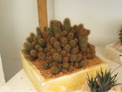 Non solo orchidee - Pugliesi a Vignanello