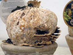 Non solo orchidee - Pugliesi a Vignanello