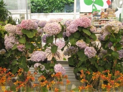 Non solo orchidee - Pugliesi a Vignanello