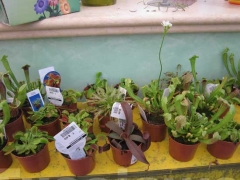 Non solo orchidee - Pugliesi a Vignanello