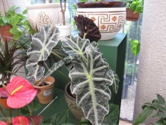 Non solo orchidee - Pugliesi a Vignanello