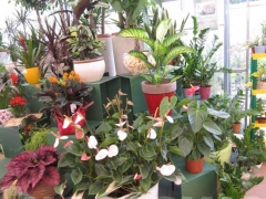 Non solo orchidee - Pugliesi a Vignanello