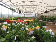 Non solo orchidee - Pugliesi a Vignanello