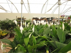 Non solo orchidee - Pugliesi a Vignanello