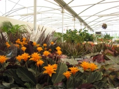 Non solo orchidee - Pugliesi a Vignanello