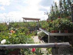 Non solo orchidee - Pugliesi a Vignanello