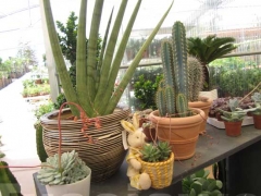 Non solo orchidee - Pugliesi a Vignanello