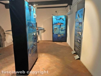La mostra sugli squali