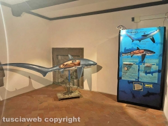 La mostra sugli squali