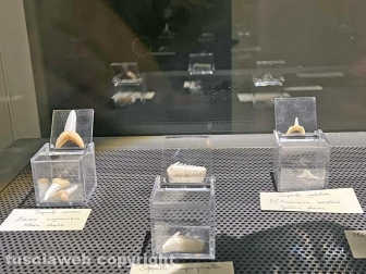 La mostra sugli squali