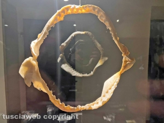La mostra sugli squali
