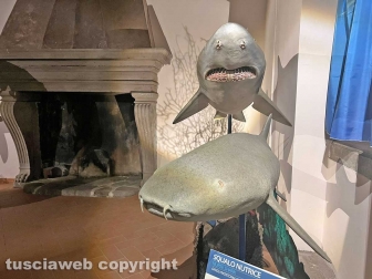 La mostra sugli squali
