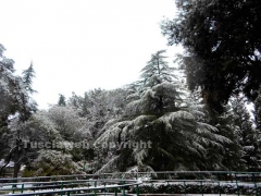 La neve imbianca Viterbo