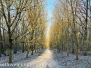 La neve sulla Faggeta