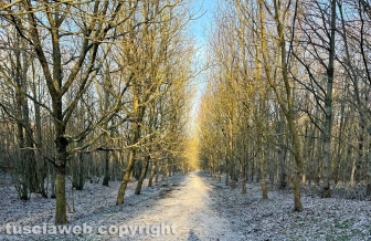 La neve sulla Faggeta