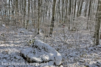 La neve sulla Faggeta