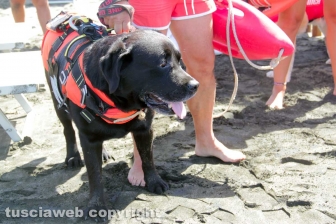 Tarquinia - La presentazione del Piano collettivo di salvataggio
