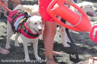 Tarquinia - La presentazione del Piano collettivo di salvataggio
