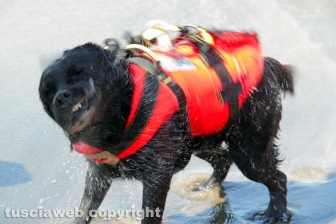 Tarquinia - La presentazione del Piano collettivo di salvataggio