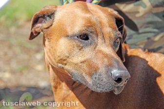 La prima comunità per cani e umani