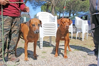La prima comunità per cani e umani