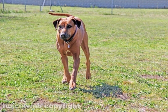 La prima comunità per cani e umani