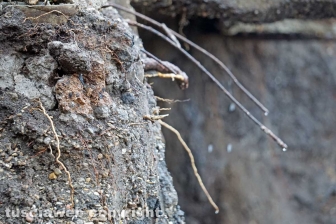 La rottura del collettore fognario al Sacrario