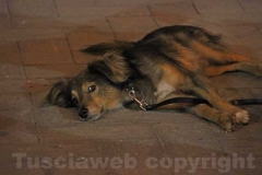C\'era anche lui