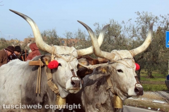 La sfilata di Sant'Antonio