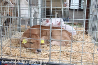 La sfilata di Sant'Antonio