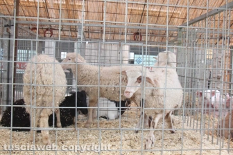 La sfilata di Sant'Antonio