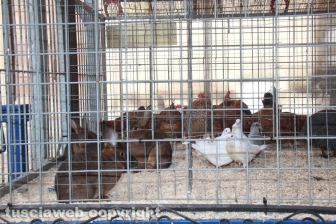 La sfilata di Sant'Antonio