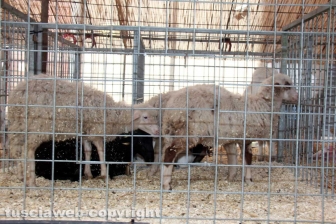 La sfilata di Sant'Antonio