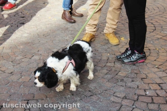 La sfilata di Sant'Antonio