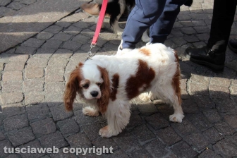 La sfilata di Sant'Antonio