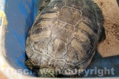 La tartaruga, Trachemys scripta elegans