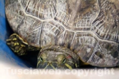 La tartaruga, Trachemys scripta e