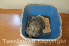 La tartaruga, Trachemys scripta e