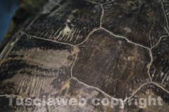 La tartaruga, Trachemys scripta e