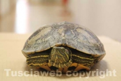 La tartaruga, Trachemys scripta e