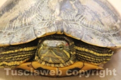 La tartaruga, Trachemys scripta e