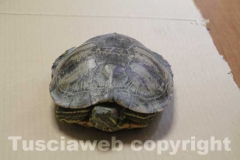 La tartaruga, Trachemys scripta e