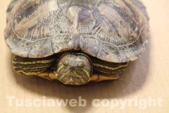 La tartaruga, Trachemys scripta e